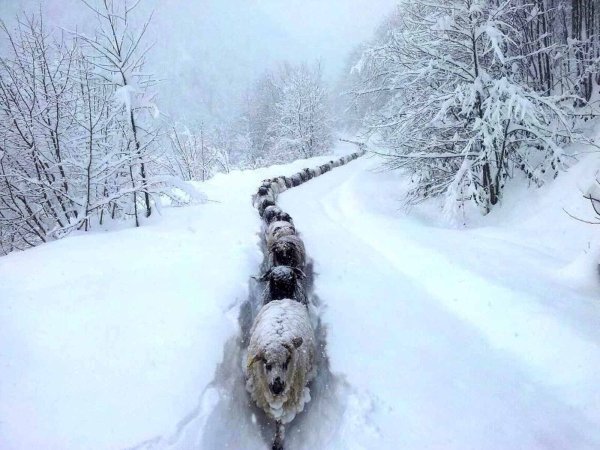 Смешная зима