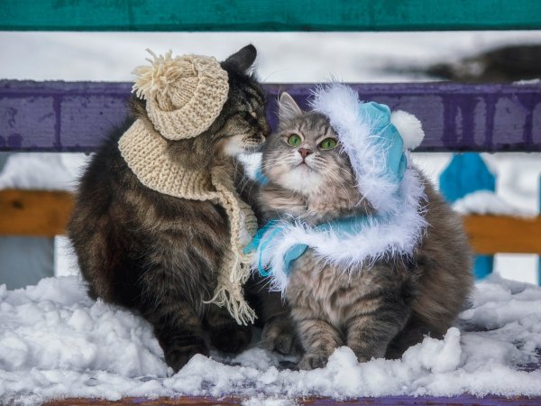 Доброе утро зима кот