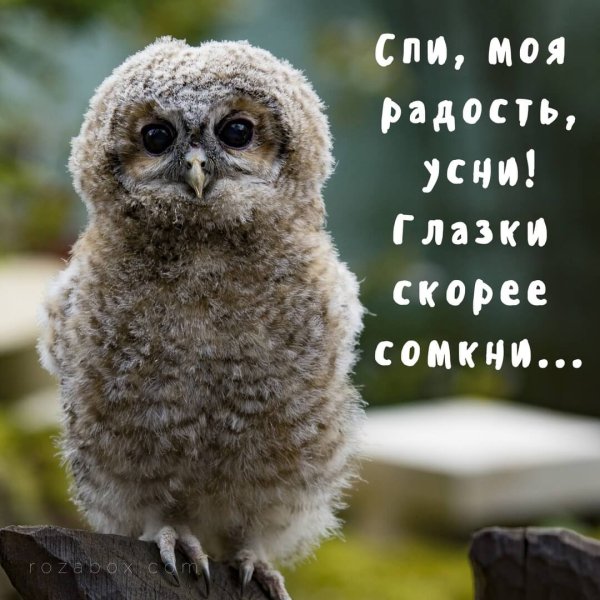 Смешные Совята