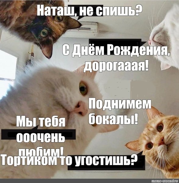 Коты поздравляют Наташу с днем рождения