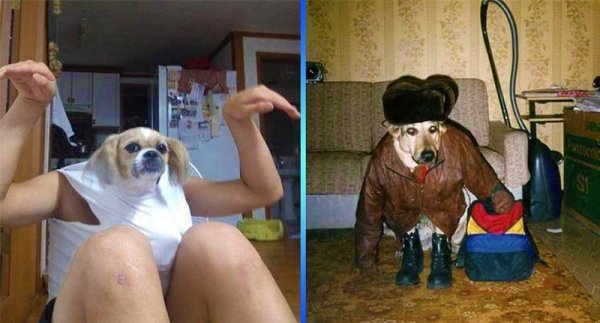 Собака ржака