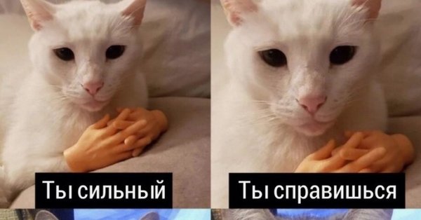 Поддерживающие мемы с котиками