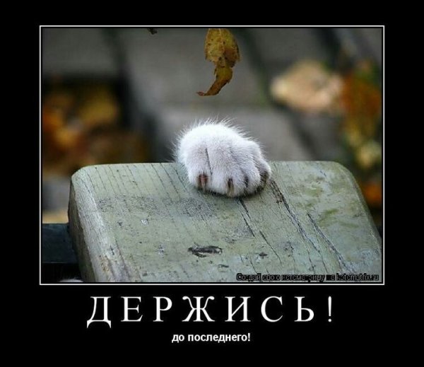 Держись картинки