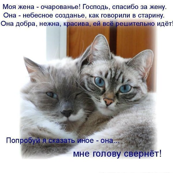 Люблю котика