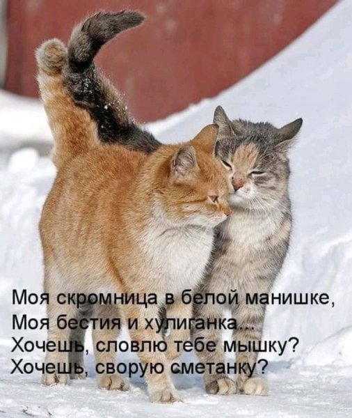 Коты любовь Весна