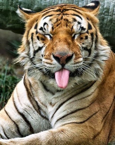 Тигр показывает язык