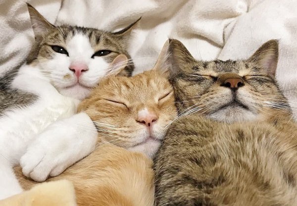Трое котят