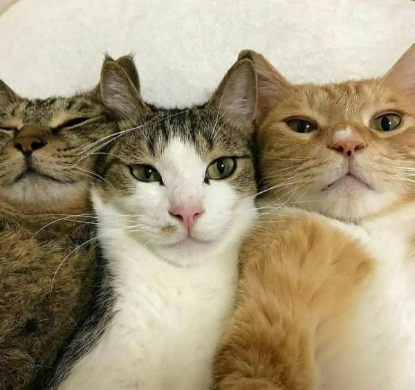 Три смешных кота