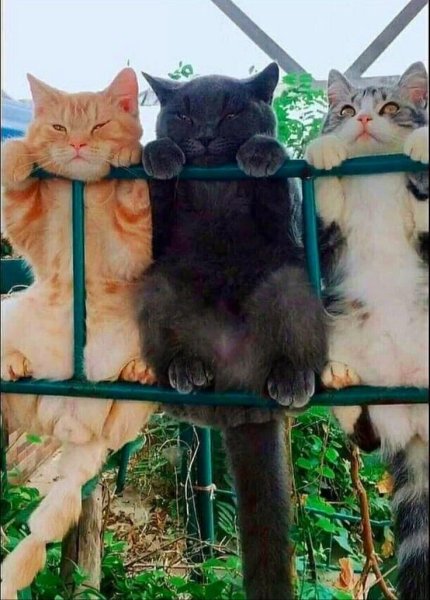 Котята приколы