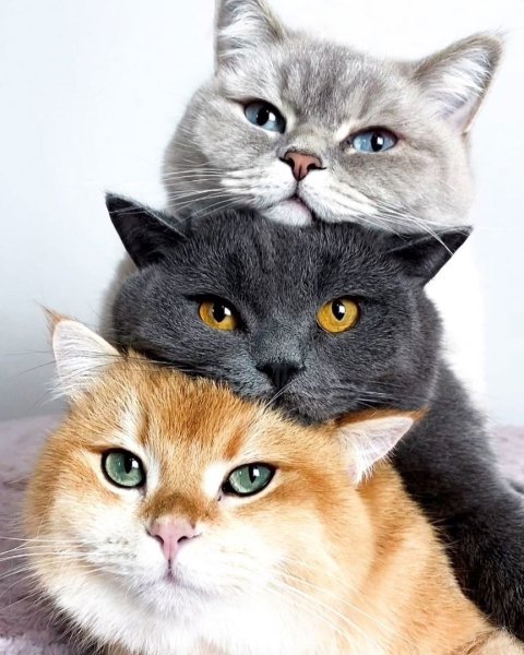 Три кошечки