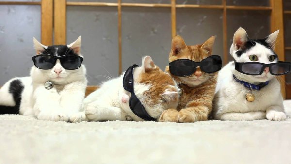 Смешные кошки