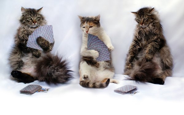 Смешные кошки