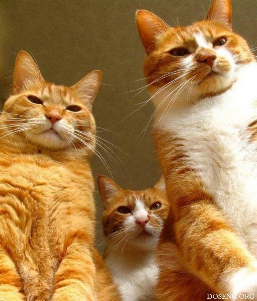 Коты смешные Веселые