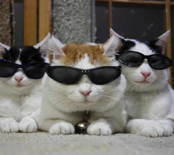 Крутые коты в очках