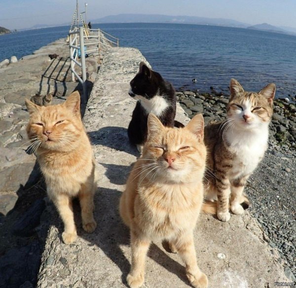 Три кошки