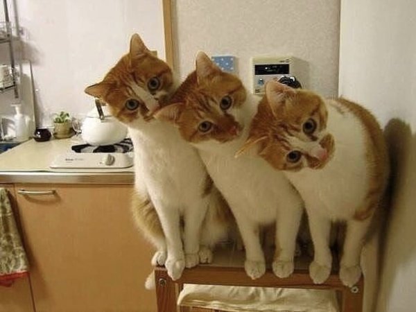 Трое котов