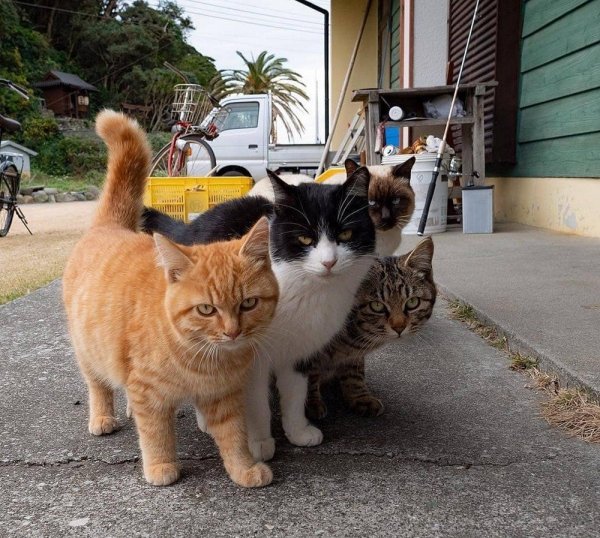 Четыре кота