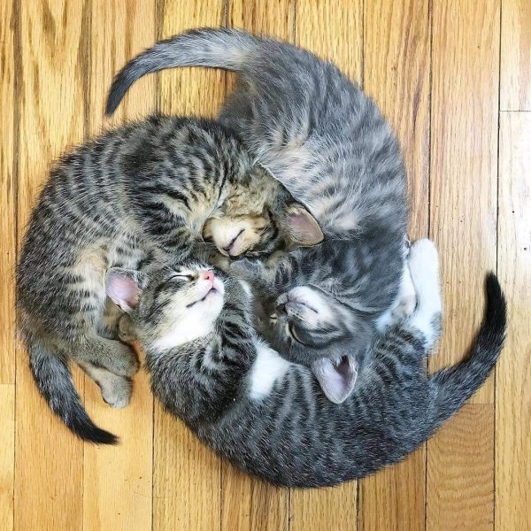 Три кошки