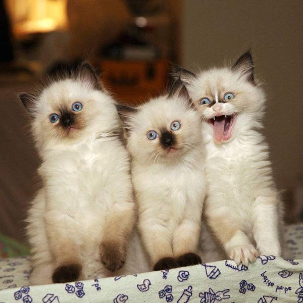 Котики смешные