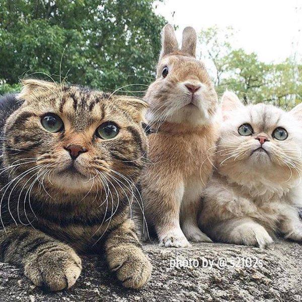 Забавный кот