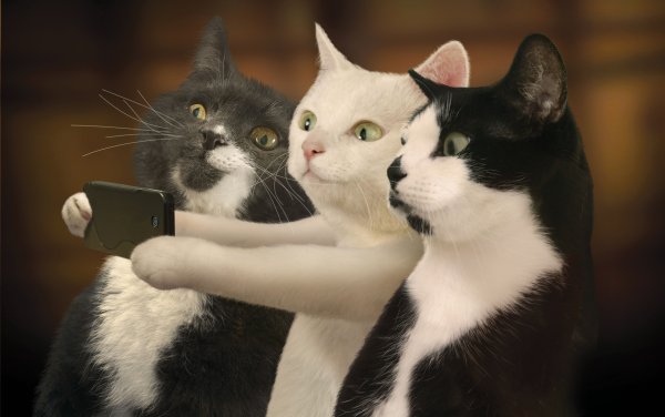 Коты друзья