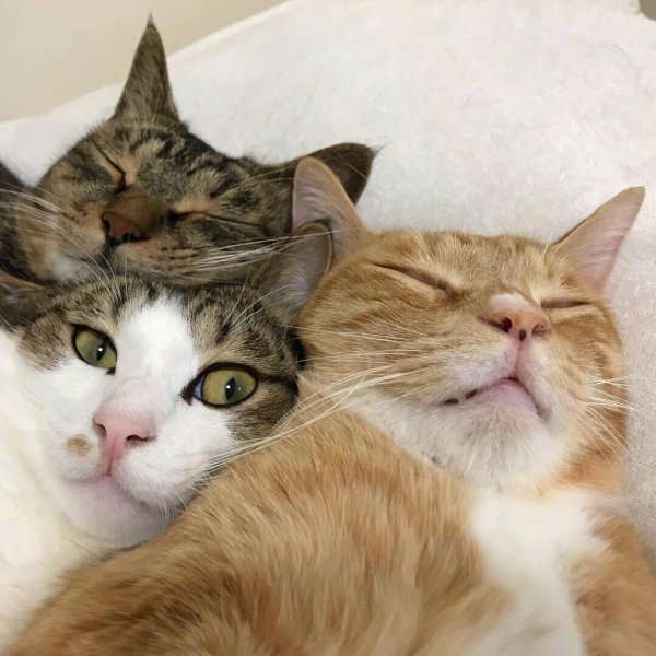 Трое котов