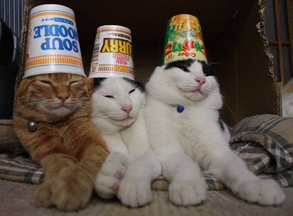 Три смешных кота
