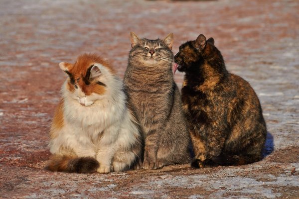 Три кота
