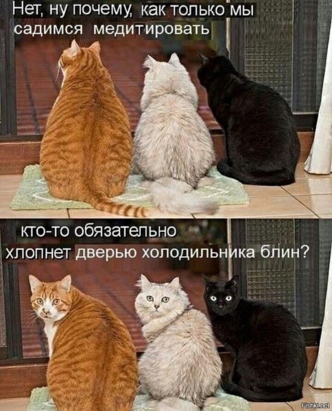 Прикольные кошки с надписями