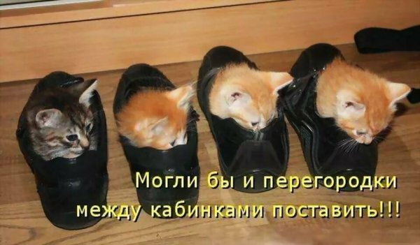 Прикольные котята с надписями