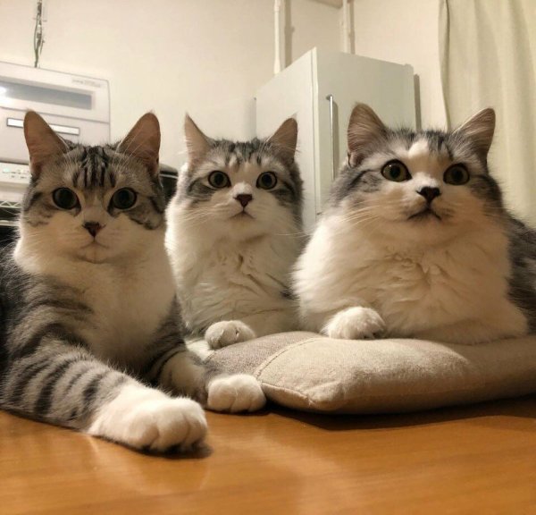 Мемы с котиками