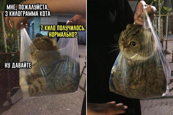 Мемы с котом