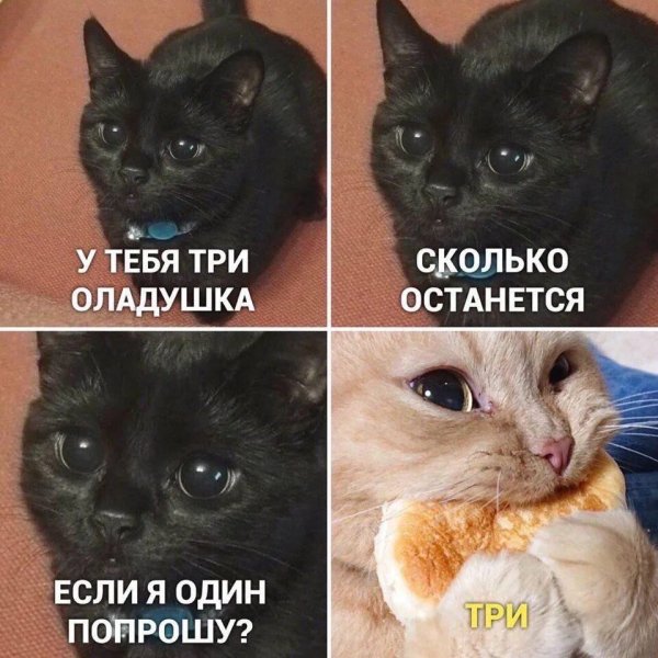 Мемы с котиками