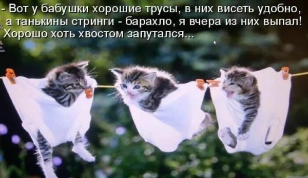 Смешные котики со словами