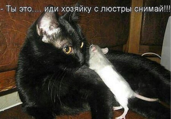 Смешные надписи с котами