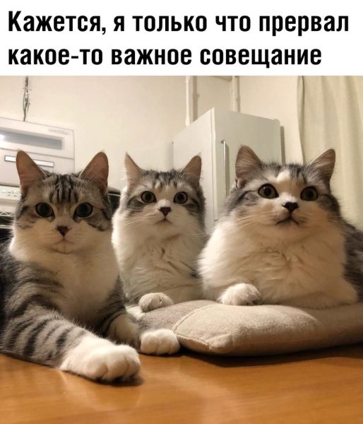 Картинки для настроения смешные