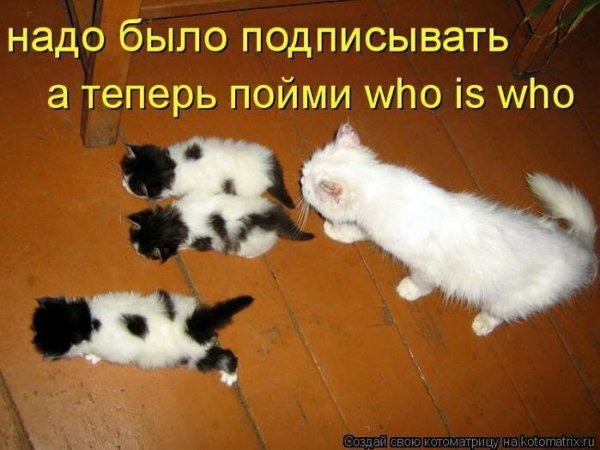 Котенок с подписью