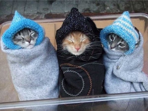 Одежда для котят теплая