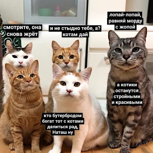 Прикольные кошки с надписями