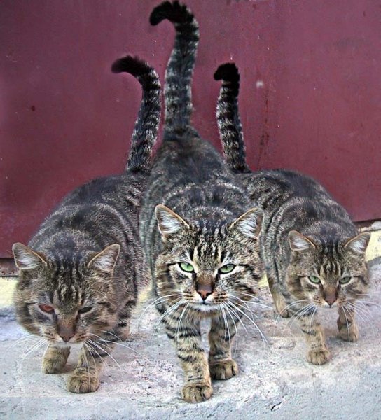 Коты с надписями