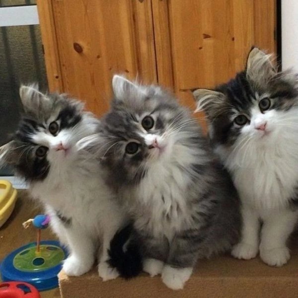 Прикольные кошки