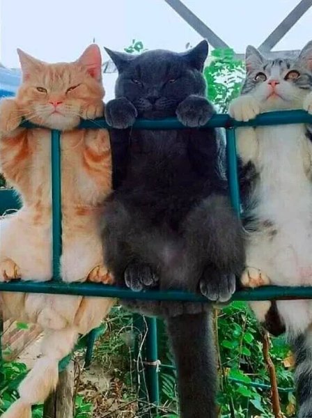 Котята приколы