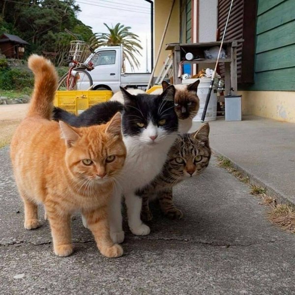 Банда котов