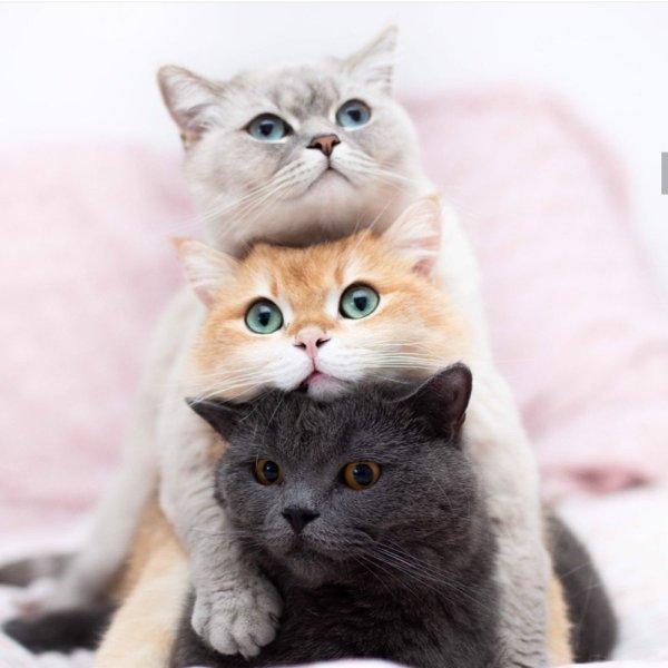 Милые коты