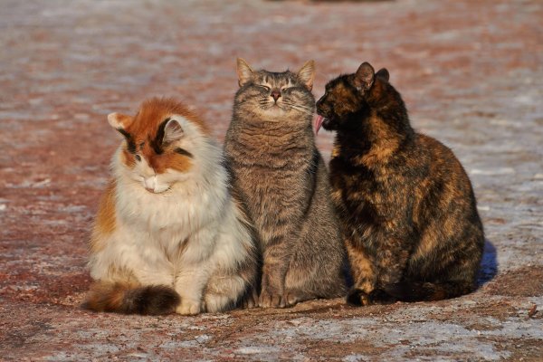 Трое котов
