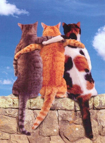 Коты братья