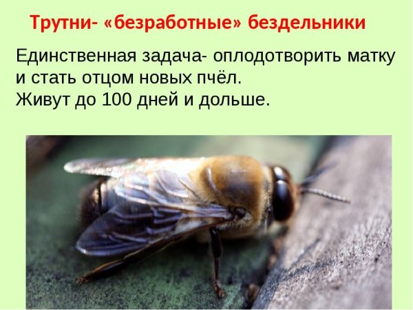 Трутень пчела