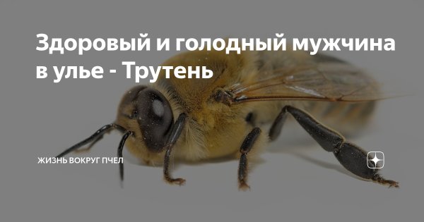 Трутень смешные картинки
