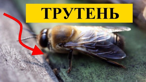 Трутень прикольные картинки