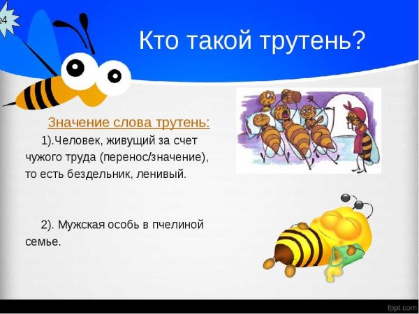 Трутни в пчелиной семье